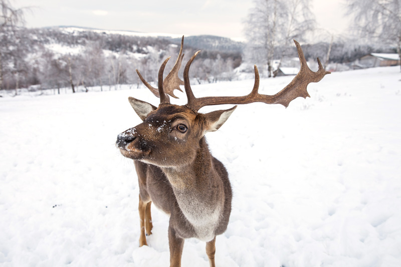 Weihnachtsgeschichten über Weihnachtsmann, wo kann man diese finden?